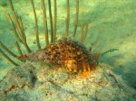 cieloestrellas reef12.jpg